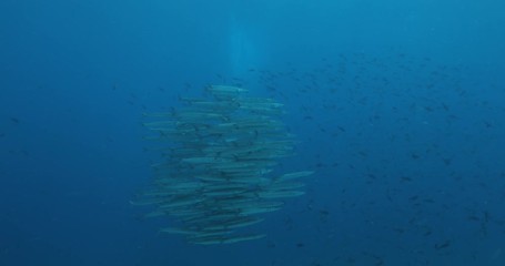 School of Mexican Barracuda, Coral reefs of the Sea of Cortez, Mexico.