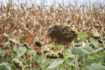 Sunflowers way past their prime growing in front of corn stalk create a protective barrier around the corn