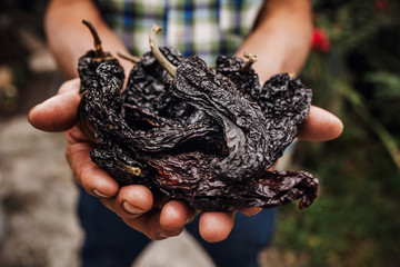 chile ancho, mexican dried chili pepper, Assortment of chili peppers in farmer Hands in Mexico