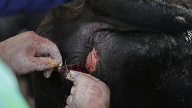Veterinary doing a surgical procedure in the belly of a cow and sewing up the wound after giving birth, after parturition. Close up open wound.