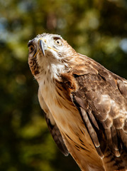 Red Tailed Hawk Staring at the Kroschel Films Wildlife Center, in Skagway, Alaska