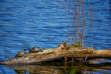 A pair of turtles at a pond.