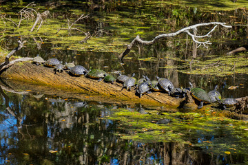 Turtles sunbathing on a pond.