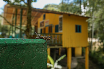 Grasshopper in front of a house.