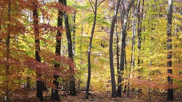 falling leaves and colorful autumn trees