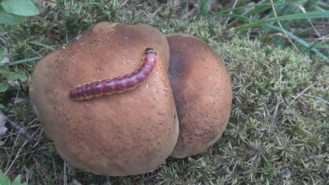 Caterpillar crawling on mushroom in forest. Common goat moth (Coccus coccus) - pest; wood-destroying insect. Super slow motion 1000 fps