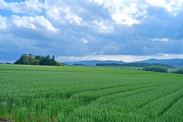 Fototapeta premium 雄大な北の大地に広がる麦畑の情景＠美瑛、北海道