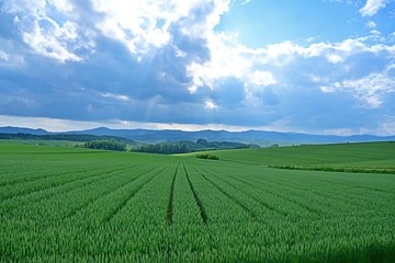 Fototapeta na wymiar 雄大な北の大地に広がる麦畑の情景＠美瑛、北海道
