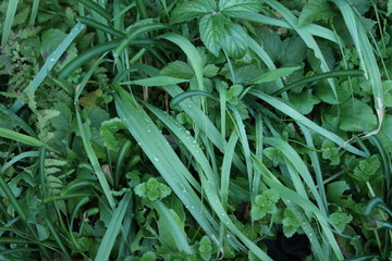 Obraz premium 雑草のクローズアップ