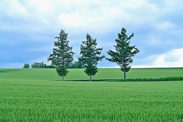 Fototapeta na wymiar 広大な麦畑と木のコラボ情景＠美瑛、北海道