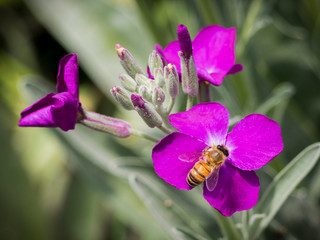 Bee in a violet flower