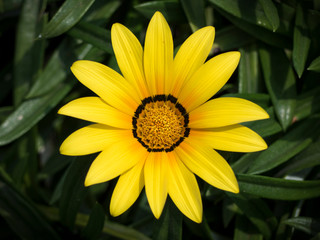 Gazania flower in the garden