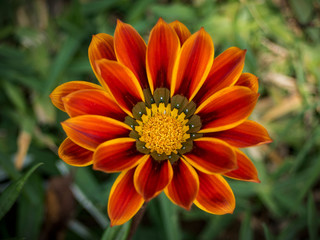 Red Gazania