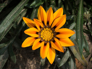 Gazanias flowers in the garden