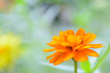 Gebera yellow flower in the garden