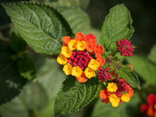 Flower Lantana Camara in the garden