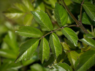 Green leaves