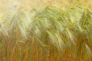 Macro photo of beautiful golden wheat waiting to be harvested in the field