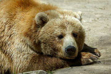 brown bear in the zoo