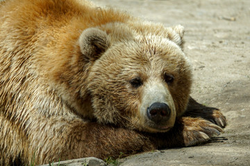 Obraz premium brown bear in the zoo