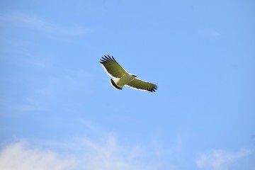 Costa Rican Hawk