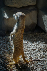 Meerkat oat the zoo