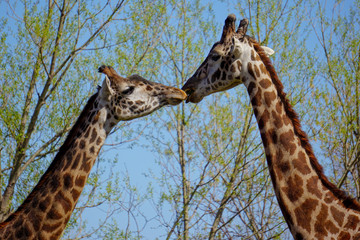 Giraffes kissing in the zoo