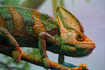 chameleon on a branch