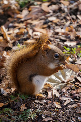 Small squirrel eating nut