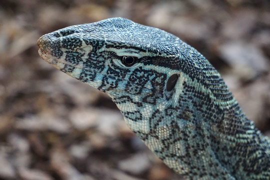 Close-up of a lizard