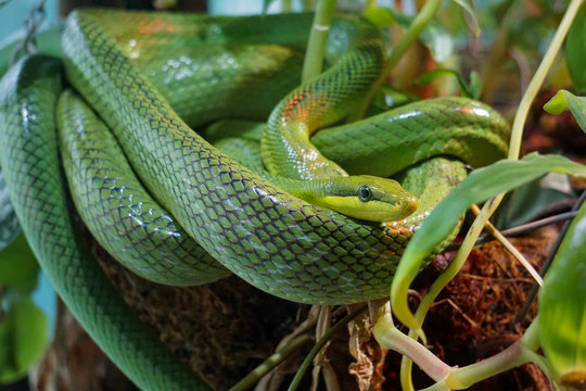 snake in the grass