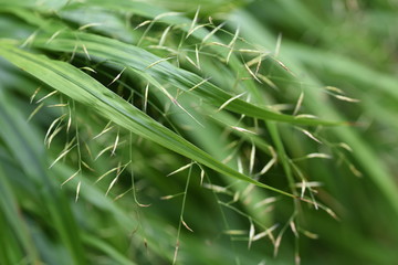The spikes of Japanese forest grass (Hakonechloa macra)