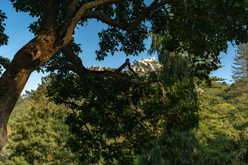 castle in middle of trees