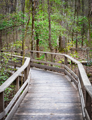Boardwalk into woods