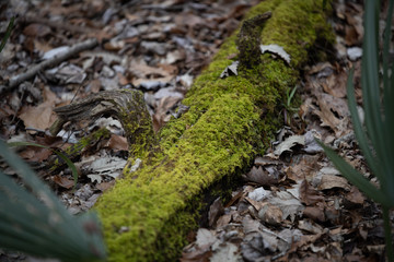 Moss on a fallen tree in the woods