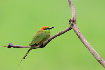 bird on a branch