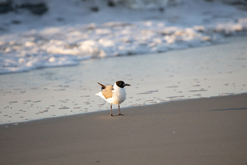 seagull on the beach