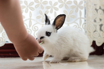 Cute fluffy rabbit on the windowsill