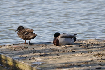 Mallards 