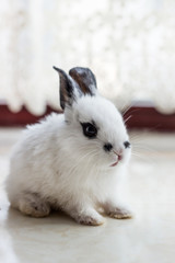 Cute fluffy rabbit on the windowsill