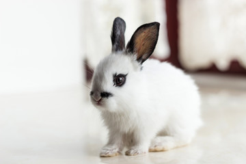 Cute fluffy rabbit on the windowsill