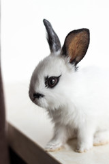 Cute fluffy rabbit on the windowsill