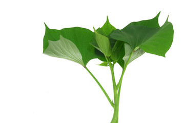 close up on sweet potato leaves