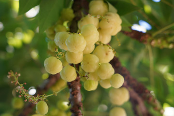 star gooseberry (Scientific name: Phyllanthus acidus) when pale green When turning to yellow or fawn There are both sour and sweet varieties.