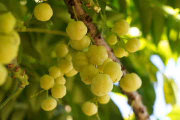 star gooseberry (Scientific name: Phyllanthus acidus) when pale green When turning to yellow or fawn There are both sour and sweet varieties.