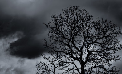 Fototapeta na wymiar Silhouette dead tree and branch on grey sky background. Black branches of tree. Nature texture background. Art background for sad, dead, lonely, hopeless, and despair. Halloween day background.