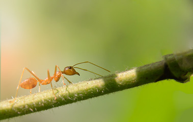 red ant on a leaf