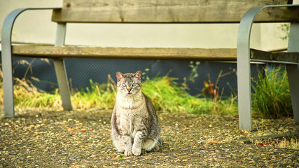 Echange de regard avec le chat aux yeux bleus