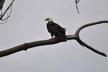 Bald eagle