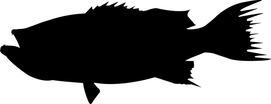 recommend clip art: Scamp Fish Silhouette Vector